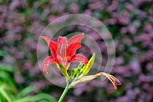 Tiger Lily with Purple Flowers in Background