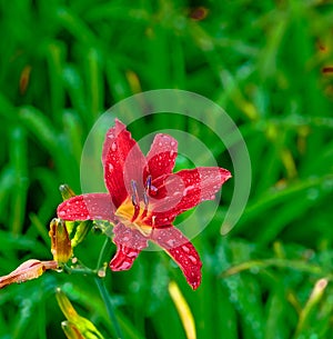 Tiger Lily in Rain.jpg