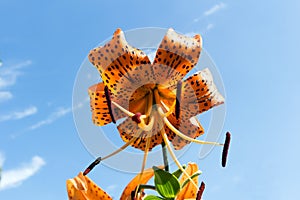 Tiger lily reddish-orange black-spotted flower.