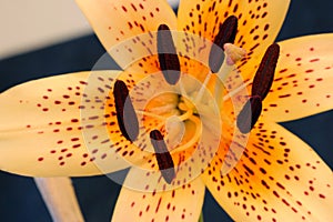 Tiger Lily Stamen Abstract 06