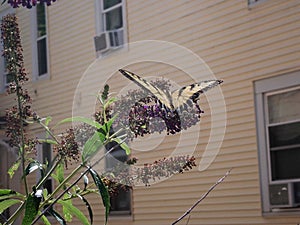 TIger lily swallowtail butterfly on purple flowering bush