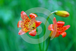 Tiger Lily, Tuolumne Meadows, Yosemite National Park