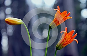 Tiger Lily, Tuolumne Meadows, Yosemite National Park