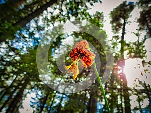 Tiger Lily Under Pine Trees