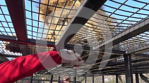 Tiger and lion feedings at a safari park in Chile