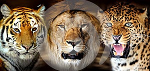 Tiger, lion, leopard