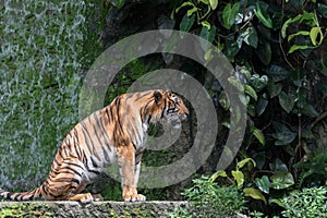 A Tiger Live In Khao Kheow Open Zoo.