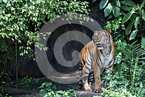 A Tiger Live In Khao Kheow Open Zoo.