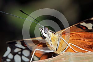 Tiger Longwing