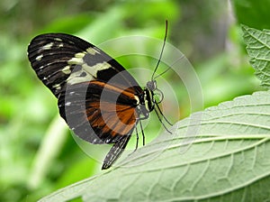 Tiger Longwing