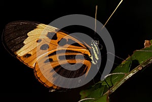Tiger Longwing Buttefly