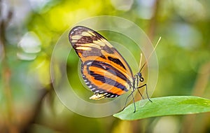 Tiger Longwing Butterfly