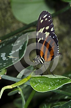 Tiger Longwing Butterfly