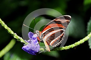 Tiger Longwing Butterfly