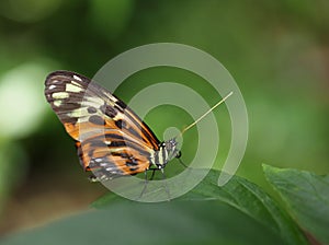 Tiger Longwing Butterfly