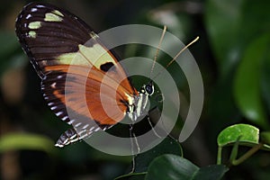 Tiger longwing butterfly