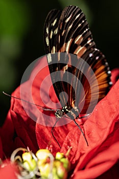 Tiger Longwing Butterfly