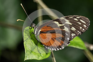 Tiger Longwing Butterfly