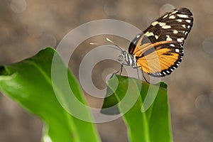 Tiger Longwing Butterfly