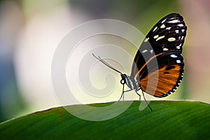 Tiger Longwing butterfly