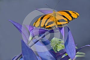 Tiger Longwing Butterfly