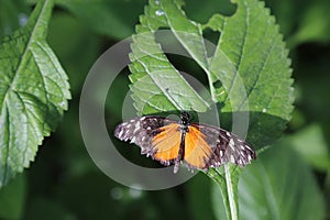 Tiger Longwing butterfly