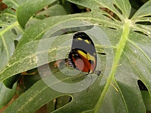 Tiger Longwing Butterfly 844482