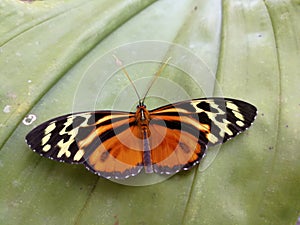 Tiger Longwing Butterfly 844486