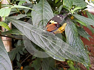 Tiger Longwing Butterfly 844489