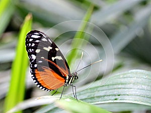 Tiger Longwing Butterfly on a blade of grass