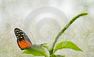 Tiger Longwing Butterfly in Costa Rica