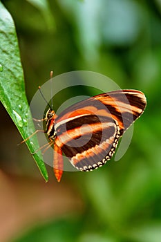 Tiger Longwing Butterfly,Dryadula phaetusa