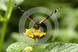 Tiger Longwing butterfly feeding on flower