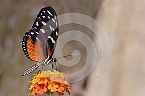 Tiger Longwing butterfly feeding on flower