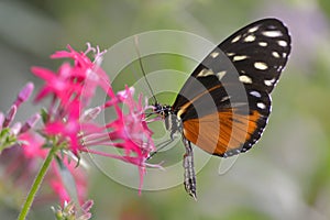 Tiger Longwing butterfly on flower