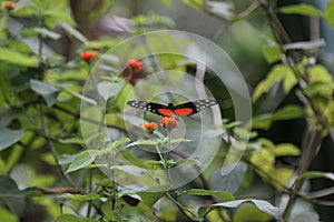 Tiger Longwing butterfly on flower in Costa Rica