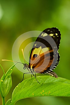 Tiger Longwing butterfly on flower