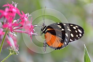Tiger Longwing butterfly on flower