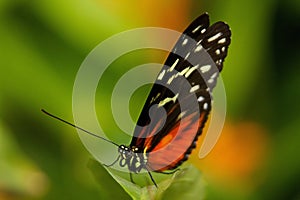 Tiger Longwing Butterfly