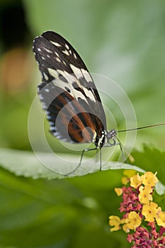 Tiger Longwing butterfly on green leaf