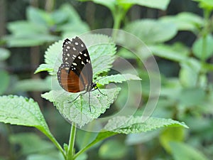 Tiger longwing butterfly Heliconius hecale,