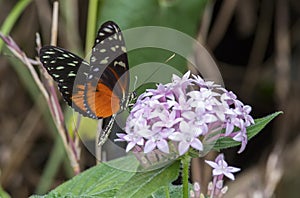 Tiger Longwing Butterfly, Heliconius hecale