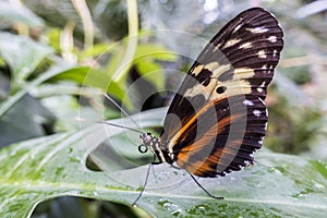 Tiger Longwing butterfly Heliconius hecale,close up,detail