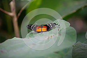 Tiger longwing butterfly, Heliconius hecale, on a plant