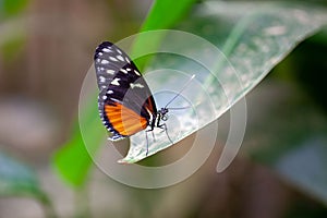 Tiger longwing butterfly, Heliconius hecale, on a plant