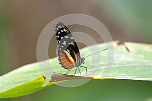 Tiger longwing butterfly, Heliconius hecale, on a plant