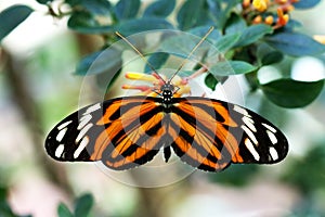 Tiger Longwing Butterfly Heliconius Ismenius feeding on flower