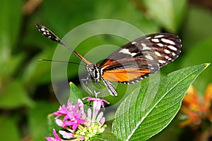 Tiger Longwing Butterfly Heliconius Ismenius feeding on flower