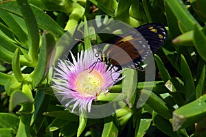 Tiger Longwing butterfly on a Hottentot Fig flower