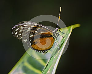 Tiger Longwing Butterfly on Thick Leaf photo